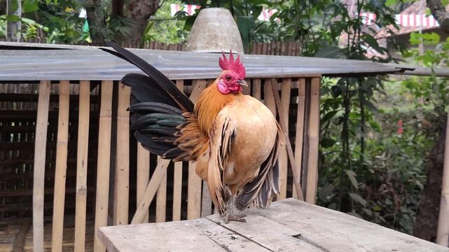 The *ayam katai* (also known as *ayam kate* or *ayam katik*) is a chicken characterized by its small size or stunted growth. It was first discovered by European traders around the 1700s at a port on t