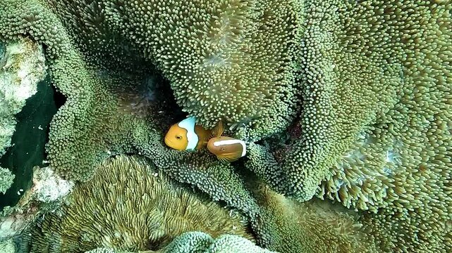 Cinnamon clownfish, Amphiprion melanopus, and orange skunk clownfish, Amphiprion sandaracinos, share the same sea anemone in Raja Ampat.