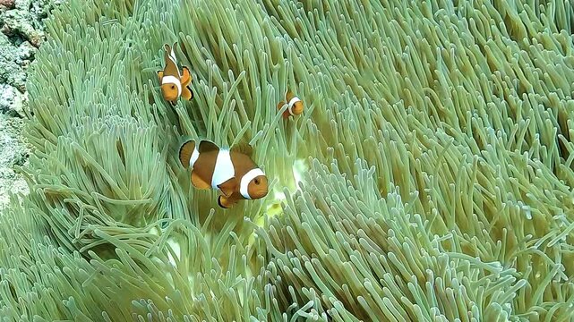 Ultra slow-motion close-up of a saddleback clownfish family, Amphiprion polymnus, swimming among the tentacles of their host anemone in Raja Ampat.