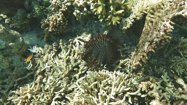 Crown-of-thorns starfish Acanthaster planci on a field of dead coral in Raja Ampat, Indonesia, illustrating coral predation and reef degradation.