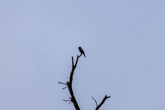Indigo bunting perched on dead branch against blue sky