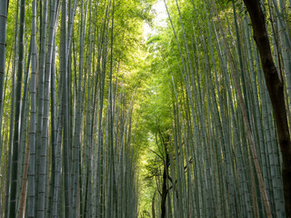 Fototapeta premium 夏の京都嵐山 竹林の小径