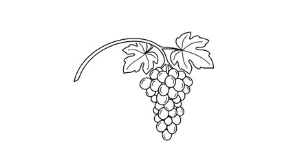 Naklejka premium Botanical grape cluster and vine black line icon with leaves and round berries isolated vector