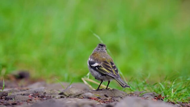 A close up view of a Common Chaffinch in Croatia, showing the small bird in its natural woodland habitat