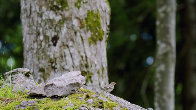 A common chaffinch is seen in a forest habitat in Croatia, surrounded by woodland vegetation and natural surroundings