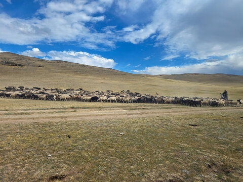 A shepherd on a motorcycle tends a herd of goats and sheep along a dusty steppe road.