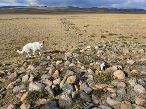 White Swiss Shepherd Dog walking in the place of ancient khirgisuur sites in Altai Republic.