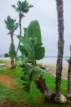 Giant White Bird of Paradise (Strelitzia nicolai) along Mission bay coastal path under early morning overcast skies, San Diego, CA