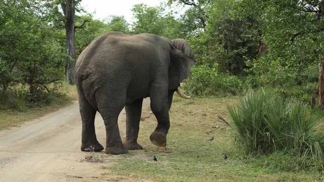 An African elephant bull feeding on a palm tree before turning around to walk away. Filmed in Kruger National Park, South Africa.