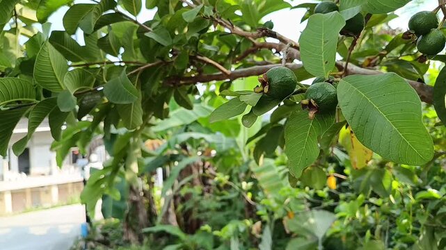 Guava Fruit Growing on a Guava Tree