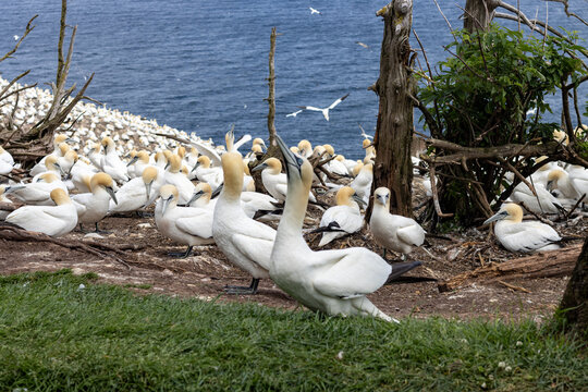 Gaspesie, Quebec, 15 July 2026 : Northern Gannets gather in a large colony on a coastal cliff overlooking the ocean.