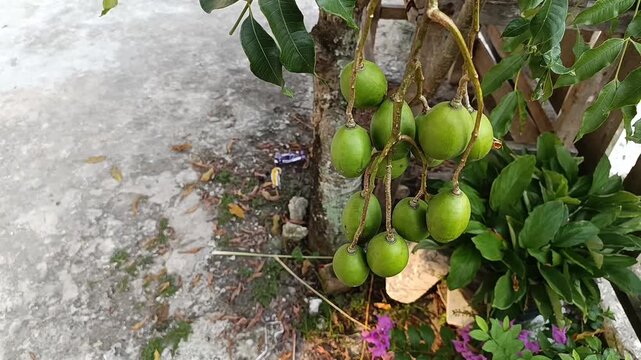 Young Kedondong Fruits Growing in Clusters