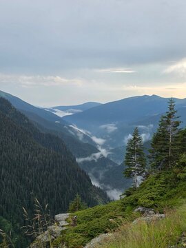 Misty valley with pine forests on the southern slope of Transfagarasan, Romania