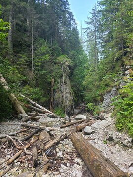 Fallen trees in a dry rocky gorge of Sucha Bela trail in Slovak Paradise, Slovakia