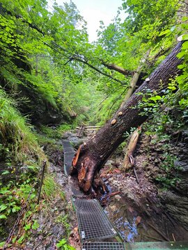 Hiking trail with metal platforms under a fallen tree in Sucha Bela gorge, Slovakia