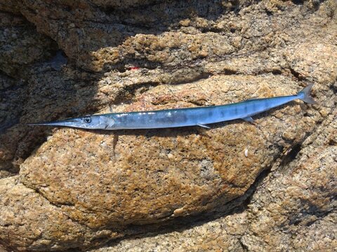Needlefish resting on coastal rocks