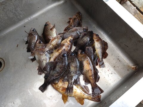 A plentiful catch of fresh Japanese rockfish in a stainless steel sink