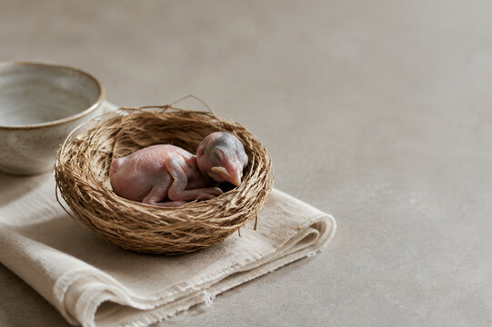 Newborn bird in woven grass nest with linen cloth and ceramic bowl, new life care concept