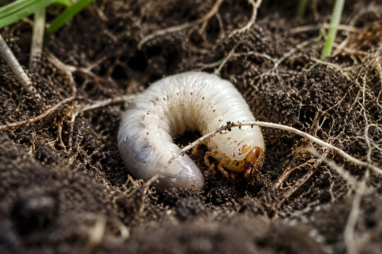 White grub in soil among grass roots, insect larva in earth, nature macro