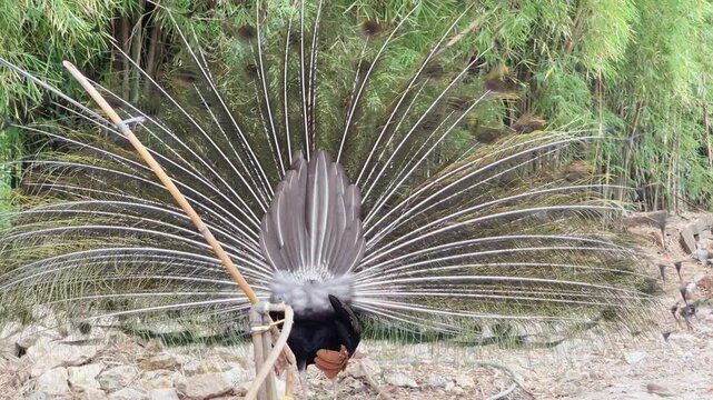 blue peacock start dancing in nature and turning around, the back of indian peafowl when it start dancing