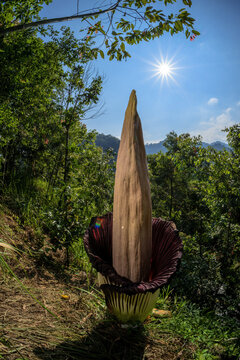 corpse flower or Amorphophallus titanum in Sumatran forest, Indonesia.