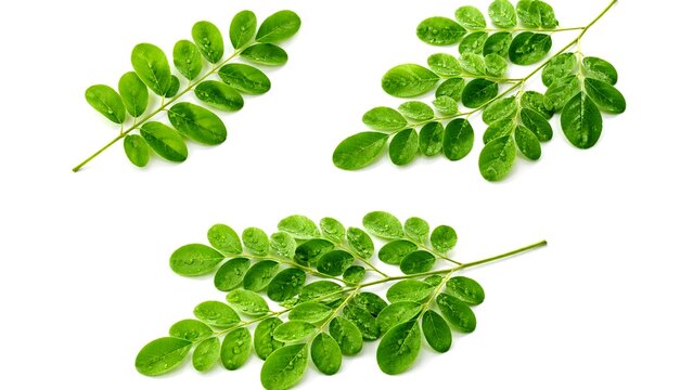 Three sprigs of fresh green moringa oleifera leaves covered with delicate water drops isolated on a white background. Superfood botanical plant used for herbal tea and healthcare products.