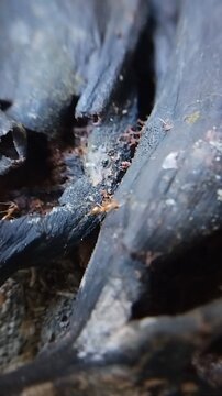 Extreme macro close-up of a colony of ants scavenging and digging through garbage to find food. Insect survival and behavior concept