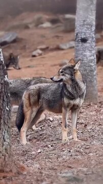Wolf or dog in the jungal