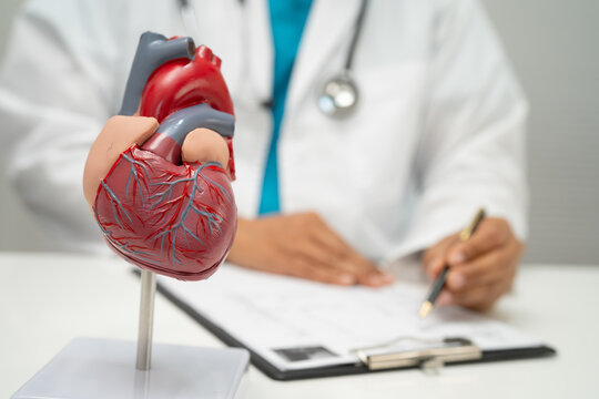 Cardiovascular disease CVD, doctor with heart human model.