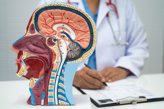 Asian doctor with half head and neck with vessels model.