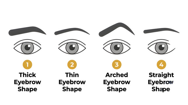 A tutorial guide featuring vector diagrams that show thin, arched eyebrow shapes for makeup artistry.