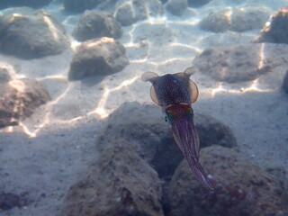 Bigfin reef squid (Sepioteuthis lessoniana) swimming over sandy rocky seabed © kai