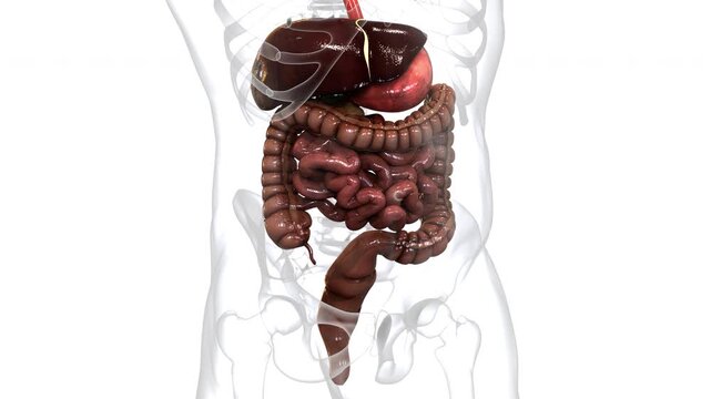 Human Digestive System Anatomy Animation Concept