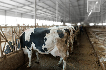 Cows feeding in a large dairy farm barn interior with steel roof © Parilov