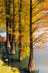 Obraz premium Cypress trunks rising from shallow water near lakeside path