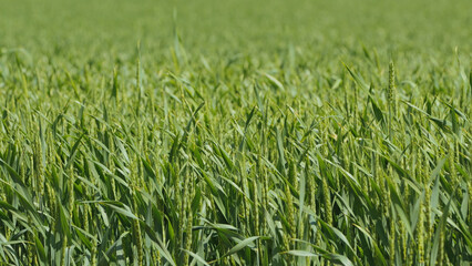Fototapeta premium Lush green wheat field bathed in natural sunlight with soft focus background. Vibrant green tones gentle texture convey growth rural tranquility