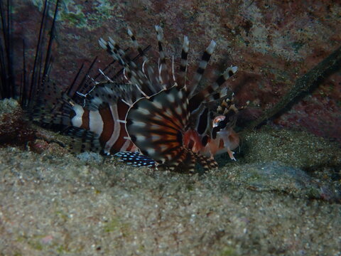 Striped lionfish (Dendrochirus zebra) resting on sandy reef floor