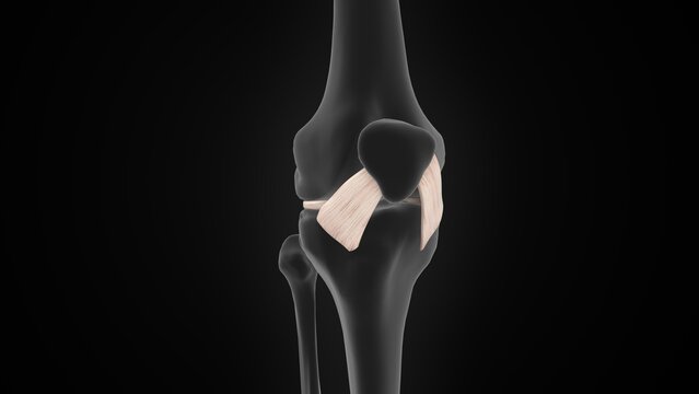 The anterior cruciate ligament of 3d illustration
