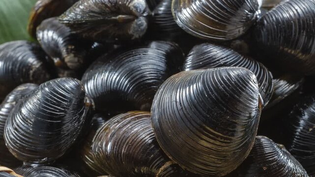 Freshly harvested clams piled together, camera zooms in and pans across the dark shells

