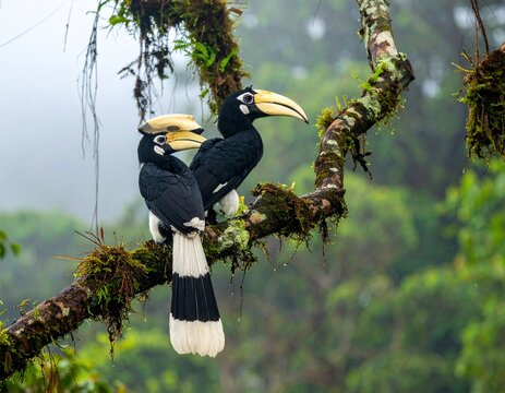 Detailed Malabar Pied Hornbill perched against a softly blurred green forest background.