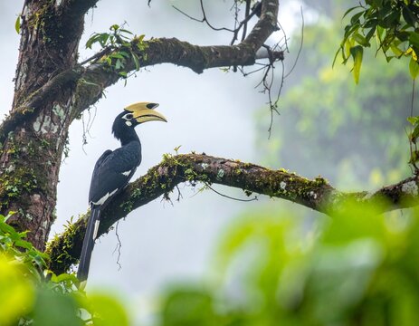 Malabar Pied Hornbill resting on a tree branch in its natural Western Ghats habitat.