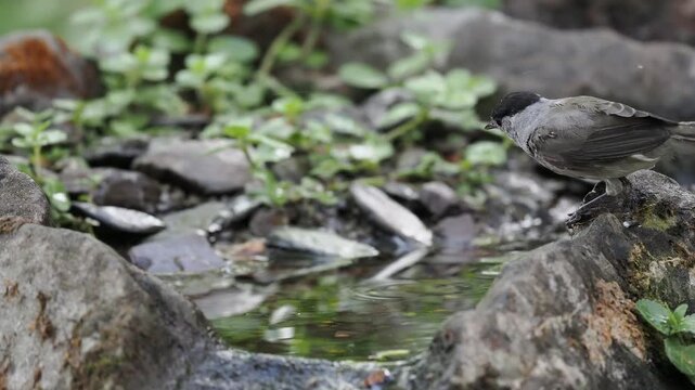M&auml;nnliche M&ouml;nchsgrasm&uuml;cke badet (Sylvia atricapilla)