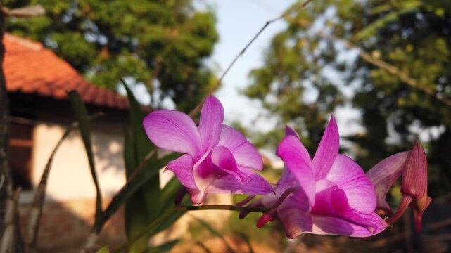 Slow motion close up of beautiful pink orchid flowers swaying gently in the wind under warm morning sunlight