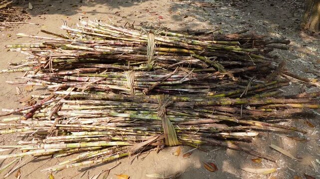 Sugarcane harvested from the fields, bundled and stacked.