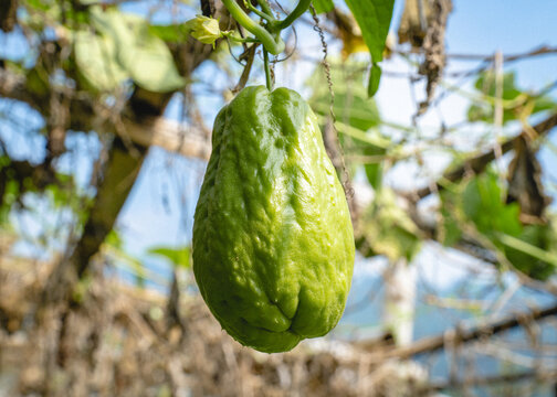Fresh chayote fruit hanging from a vine, showing its wrinkled green surface and natural growth among leaves and branches.