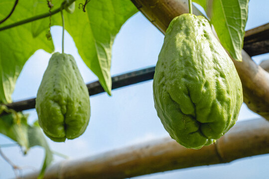 Fresh chayote fruits growing on a vine, showing wrinkled green surfaces, broad leaves, and natural growth in an outdoor garden.