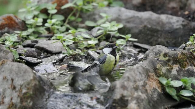 Kohlmeise trinkt (Parus major)