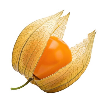 Single fresh physalis fruit with delicate papery husk isolated on transparent background for culinary photography