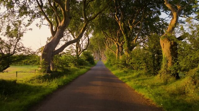 Camera glides along the empty Dark Hedges country road as evening light warms the beech tree tunnel and surrounding fields.