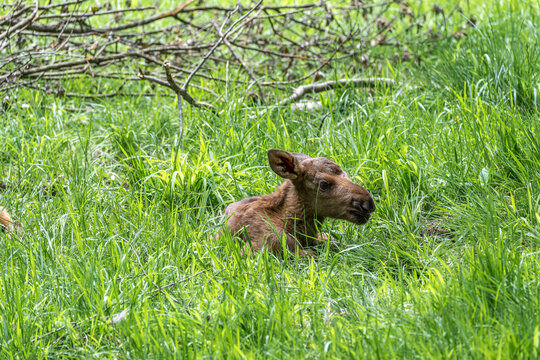 Baby of moose or elk, Alces alces is the largest extant species in the deer family.